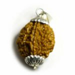 2 Mukhi Rudraksha With Cover