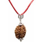 2 Mukhi Rudraksha – Pendant