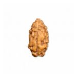 2 Mukhi Rudraksha- Bead