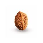 2 Mukhi Rudraksha – Bead