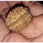 3 mukhi Rudraksha