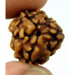 3 Mukhi Rudraksha Bead