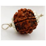 3 Mukhi Rudraksha