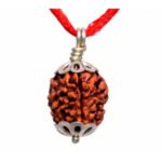 3 Mukhi Rudraksha