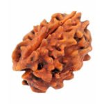 Three Face Rudraksha