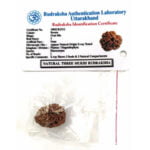 3 Faced Rudraksha