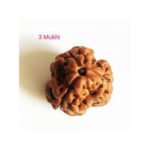 3 Mukhi Rudraksha – Bead