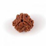 3 Mukhi Rudraksha- Bead