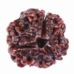 3 Mukhi Rudraksha- Bead