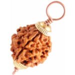 3 Mukhi Rudraksha