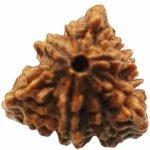 3 Mukhi Rudraksha