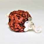 3 Mukhi Rudraksha