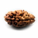 2 Mukhi Rudraksha