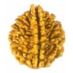 2 Mukhi Rudraksha