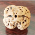 2 Mukhi Rudraksha