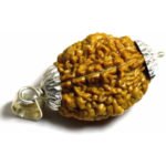 2 Mukhi Rudraksha- Silver Cap