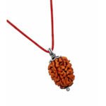 2 Mukhi Rudraksha