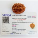 2 Mukhi Rudraksha -Lab Certified