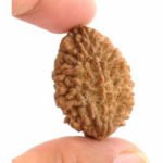 2 Mukhi Rudraksha -Bead