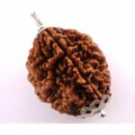 2 Mukhi Rudraksha -Silver Pendant