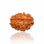 3 Mukhi Rudraksha- Bead