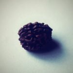 3 Mukhi Rudraksha – Bead