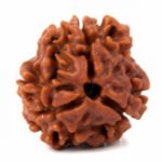 3 Mukhi Rudraksha – Bead