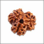 3 Mukhi Rudraksha – Bead