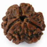 3 Mukhi Rudraksha- Bead