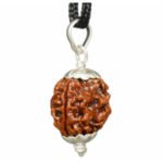 3 Mukhi Rudraksha