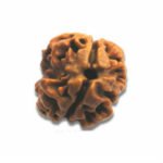 2 Mukhi Rudraksha