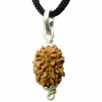 2 Mukhi Rudraksha