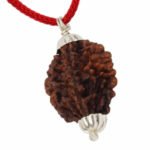 2 Mukhi Rudraksha