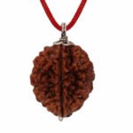 2 Mukhi Rudraksha