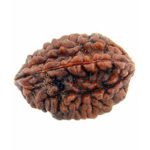 2 Mukhi Rudraksha