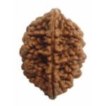 2 Mukhi Rudraksha