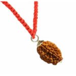 2 Mukhi Rudraksha