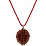 2 Mukhi Rudraksha