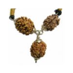 2 Mukhi Rudraksha