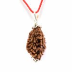 2 Mukhi Rudraksha