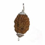 2 Mukhi Rudraksha