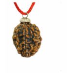 2 Mukhi Rudraksha