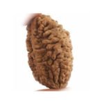 2 Mukhi Rudraksha