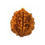 2 Mukhi Rudraksha