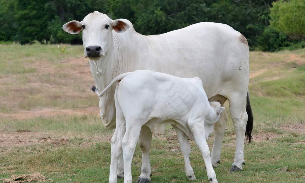 Gau Mata