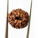 12 Mukhi Rudraksha