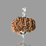 12 Mukhi Rudraksha