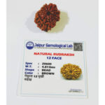 12 Mukhi Rudraksha