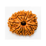 12 Mukhi Rudraksha