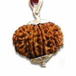 12 Mukhi Rudraksha